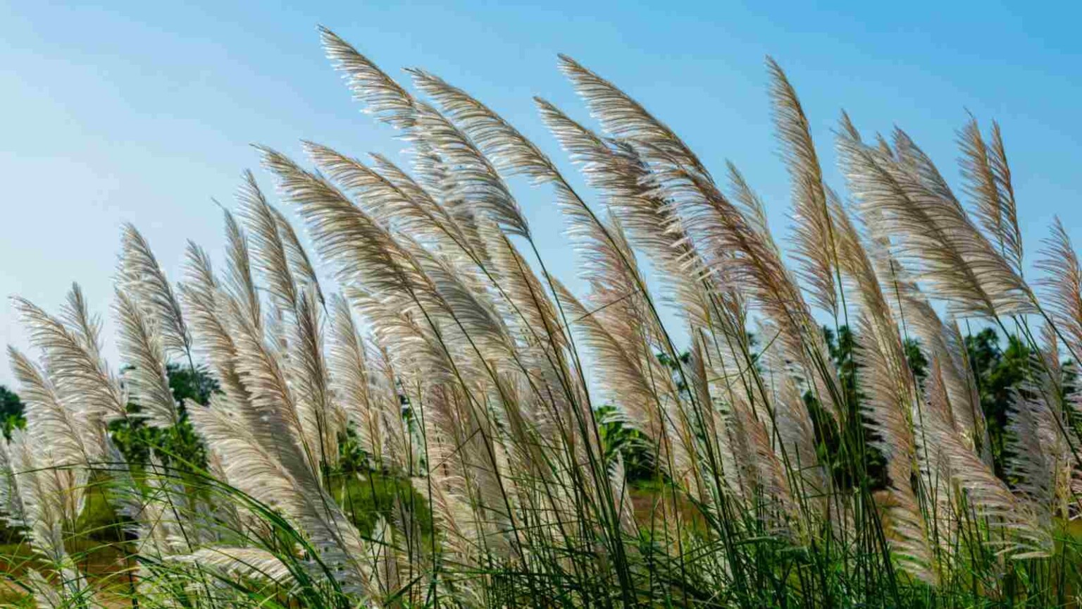 How to Plant, Grow and Care for Reed Grass - Complete Guide