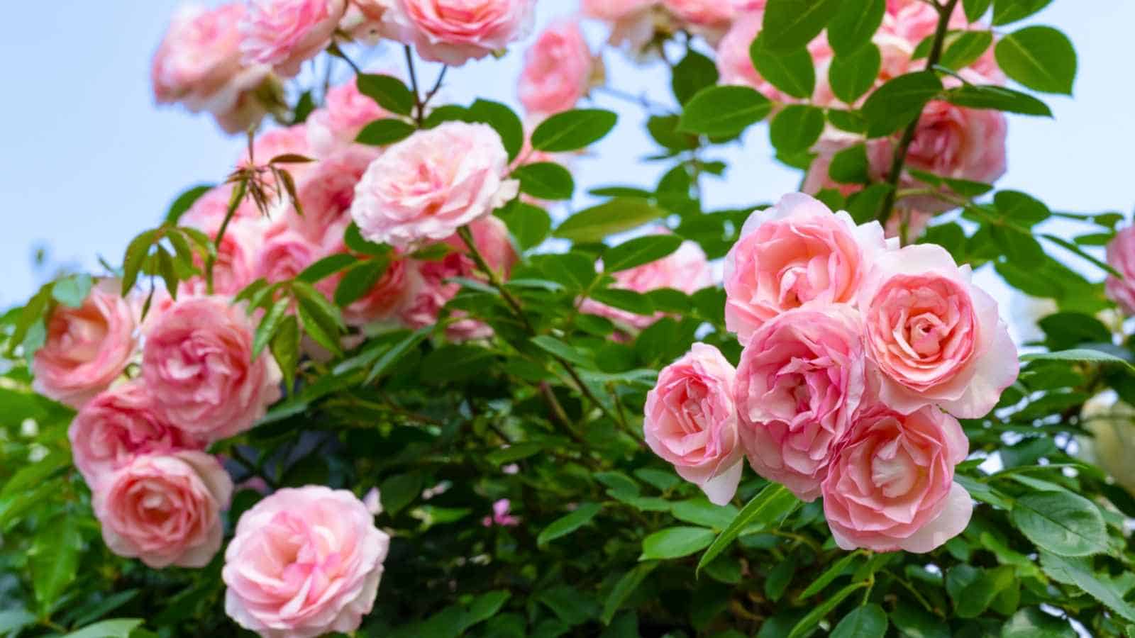 Pink roses in the garden