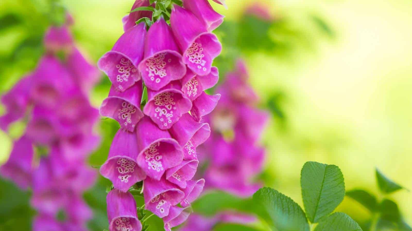 Pink Foxglove flowers