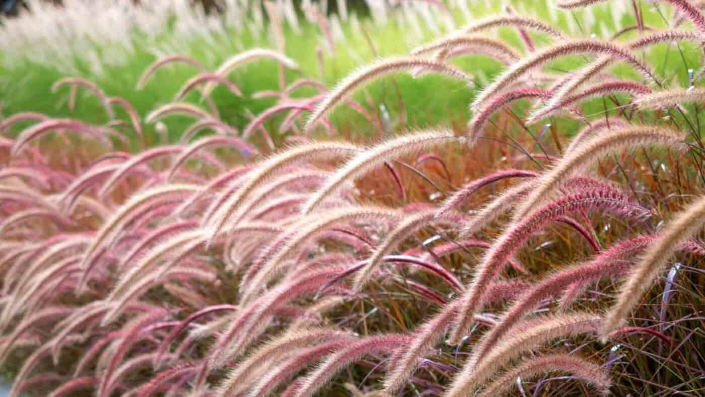 How to Plant, Grow, and Care for Purple Fountain Grass