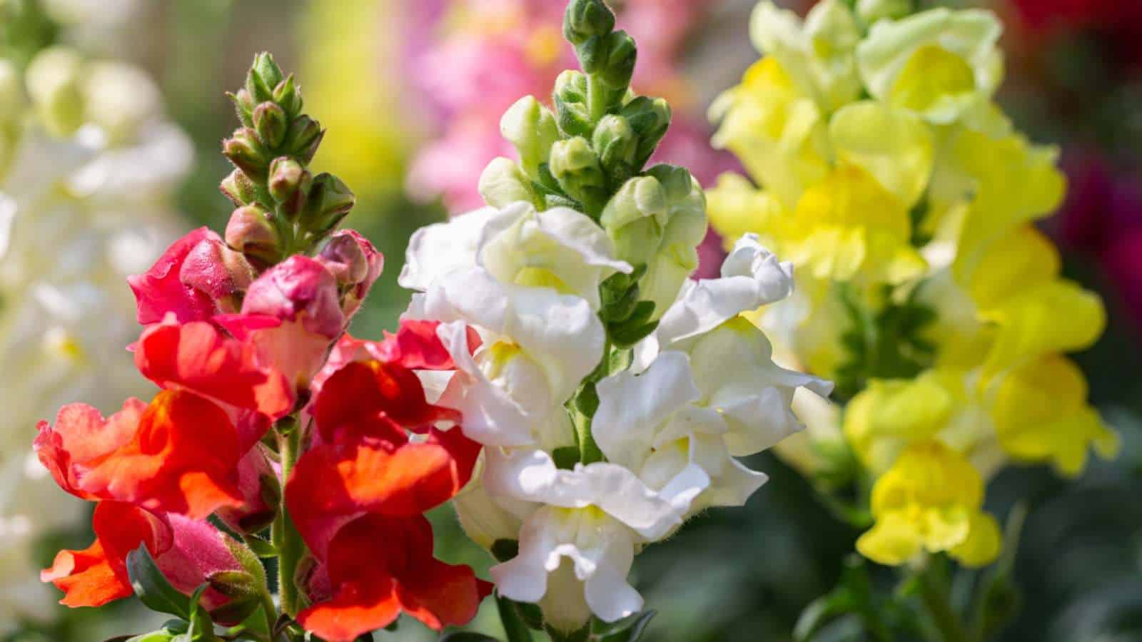 Red, white, and yellow Snapdragon flowers