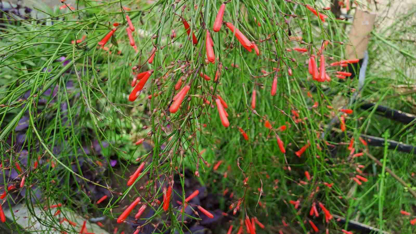 Firecracker plant planted in soil