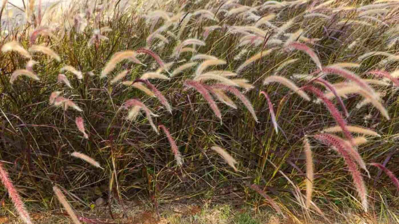How to Plant, Grow, and Care for Purple Fountain Grass