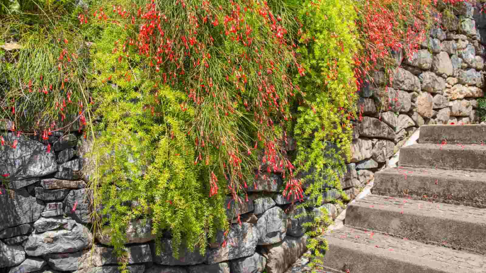 Firecracker plant on a wall near the stairs