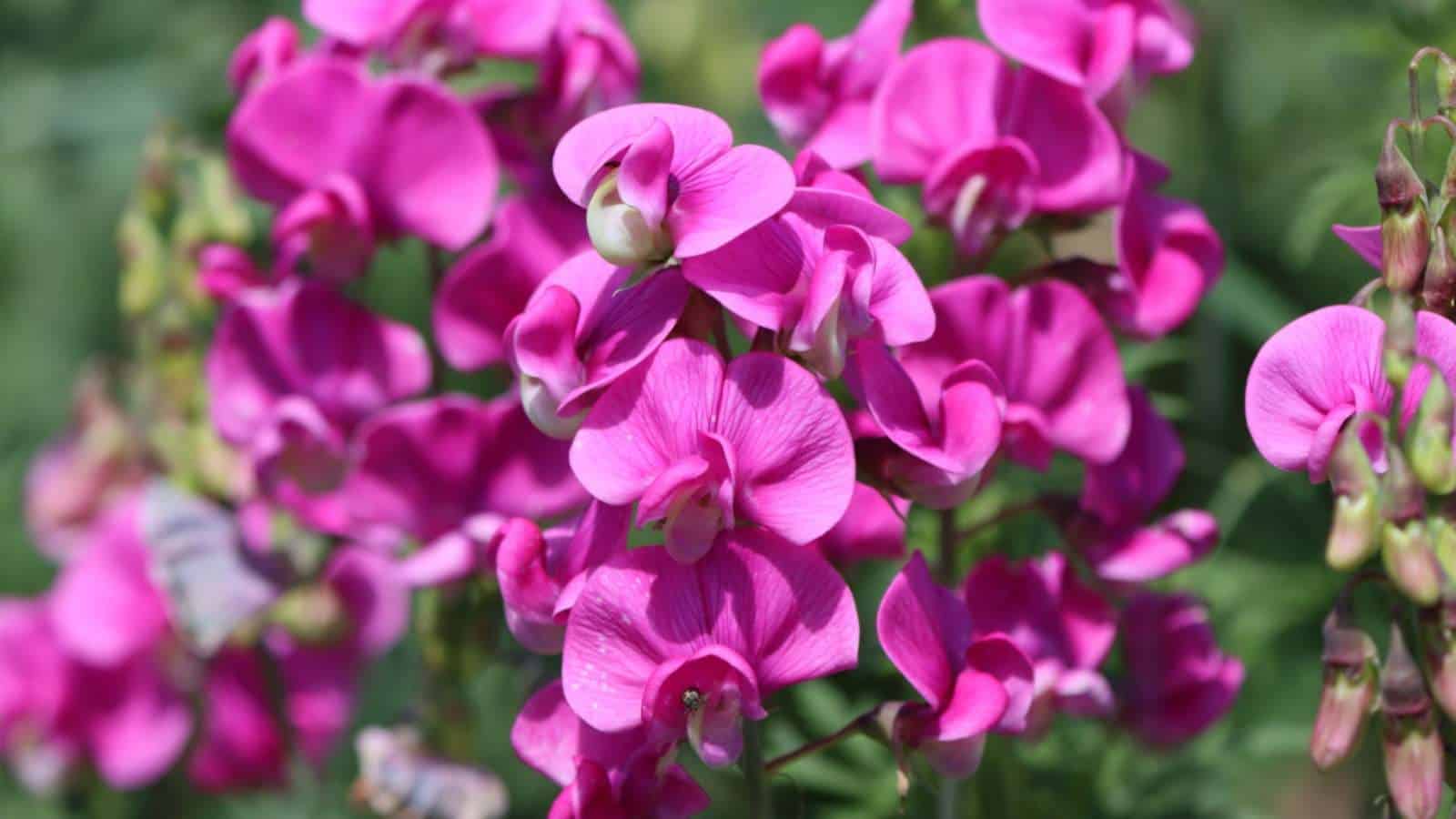 Pink Sweet Pea flowers