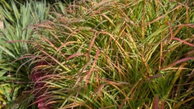 Switchgrass during autumn