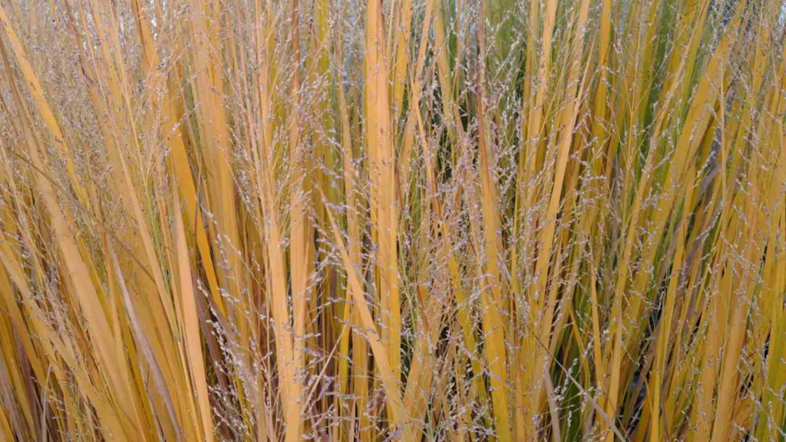 How to Plant, Grow, and Care for Switchgrass - Complete Guide