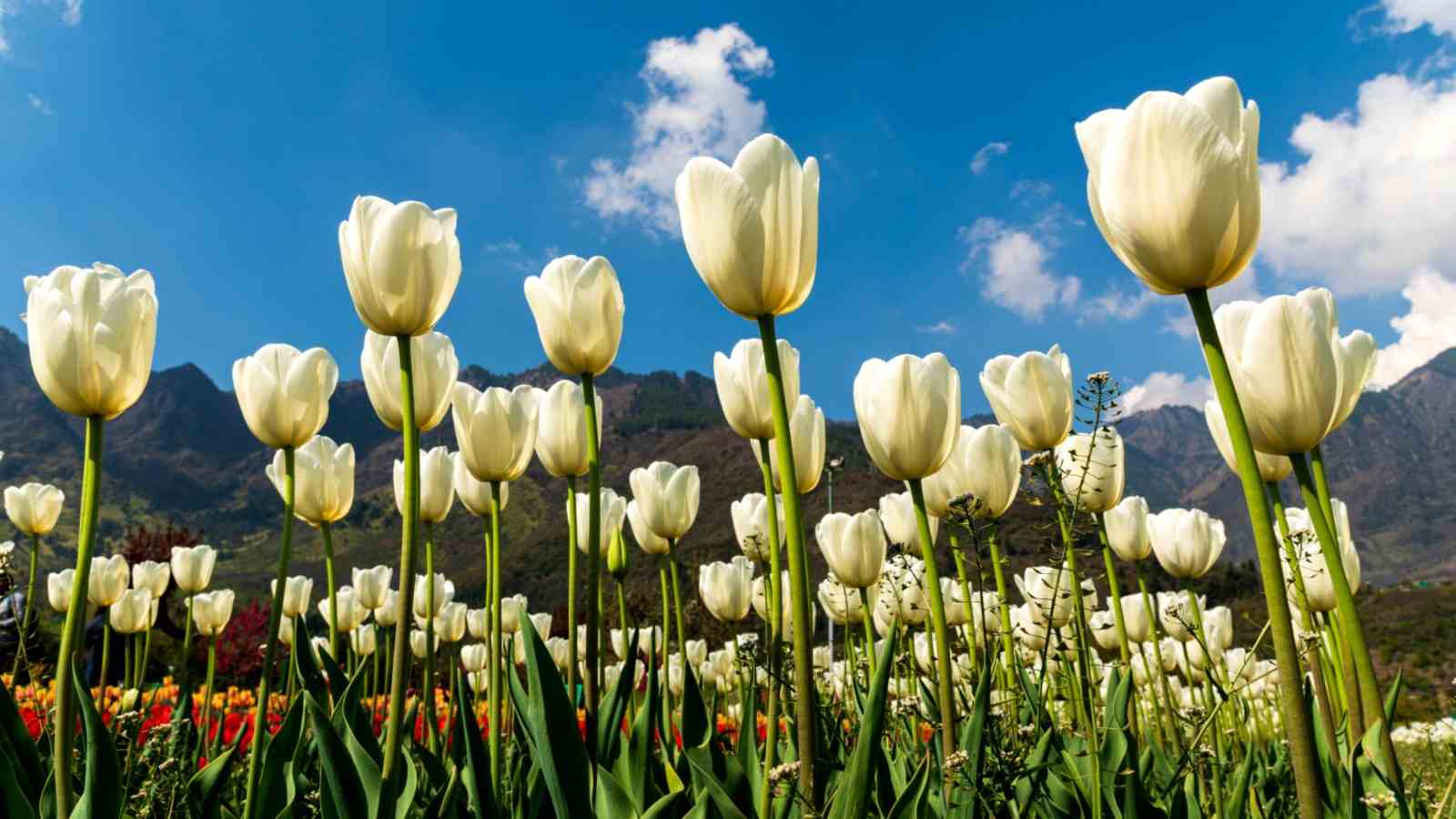 Field of white tulip flowers