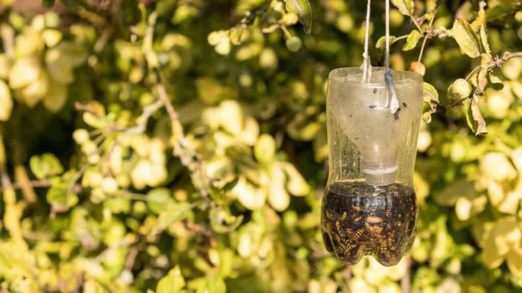 DIY wasp trap hanging on a tree