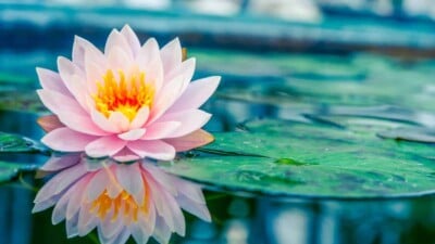 Pink water lily with reflection in a pond