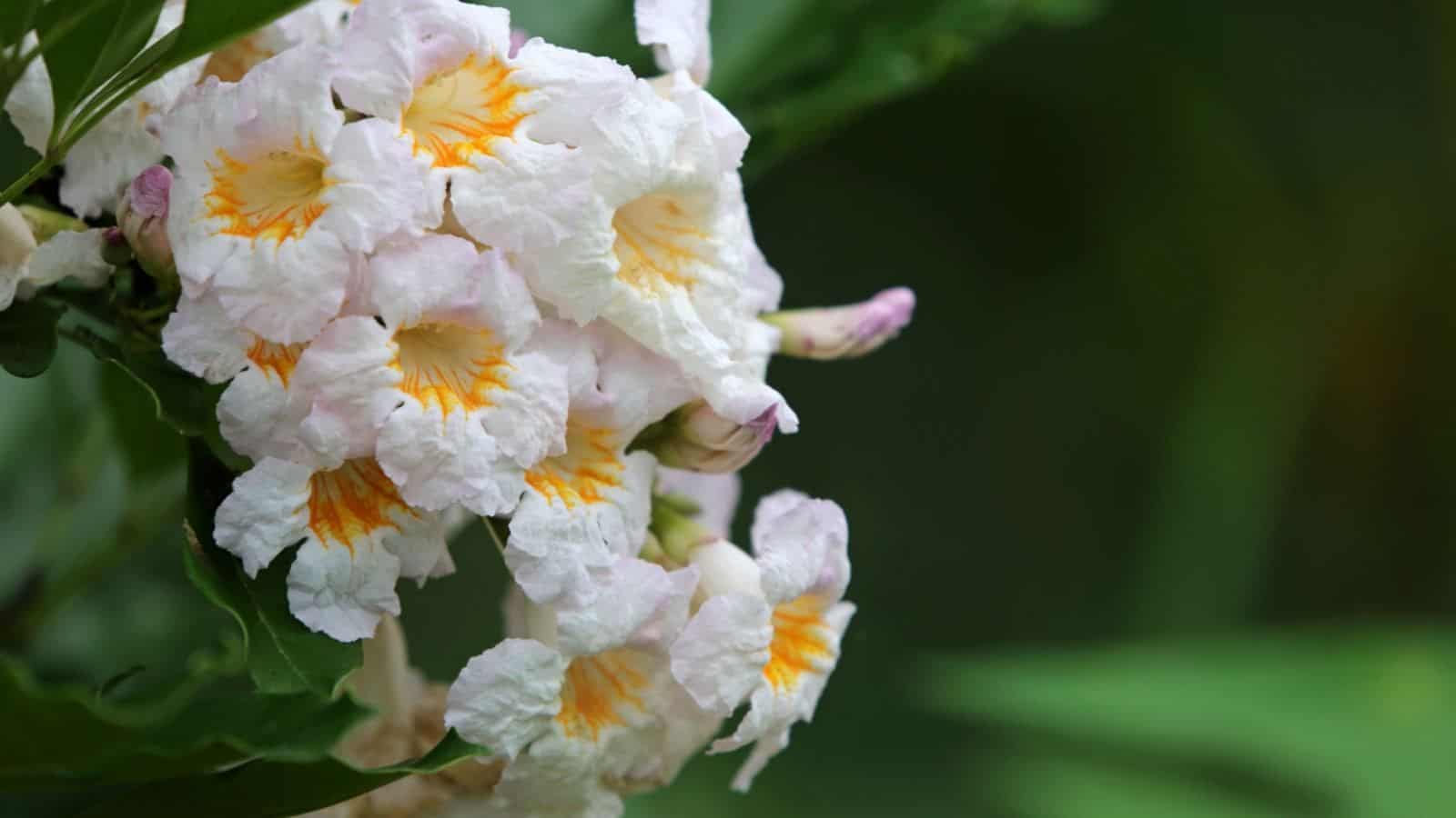 Flowers of China doll plant