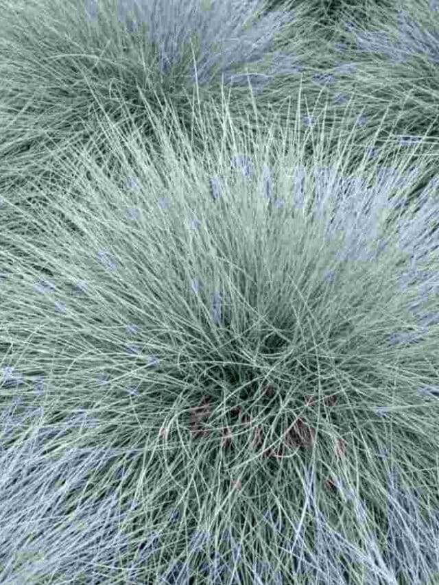 Clumps of blue fescue