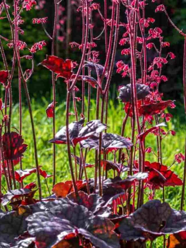 Coral Bells