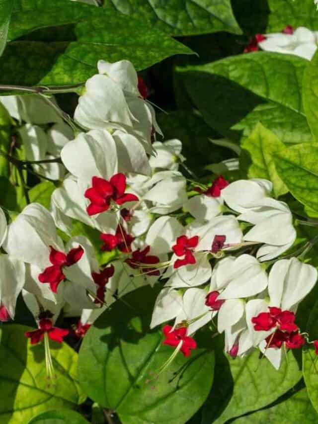 Exotic Flowers