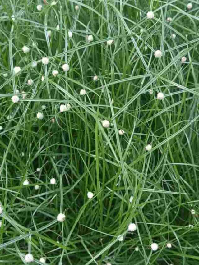 Fiber Optic Grass