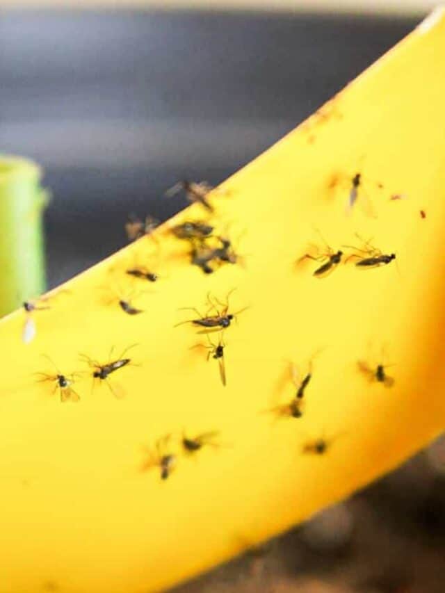 Gnat Trap