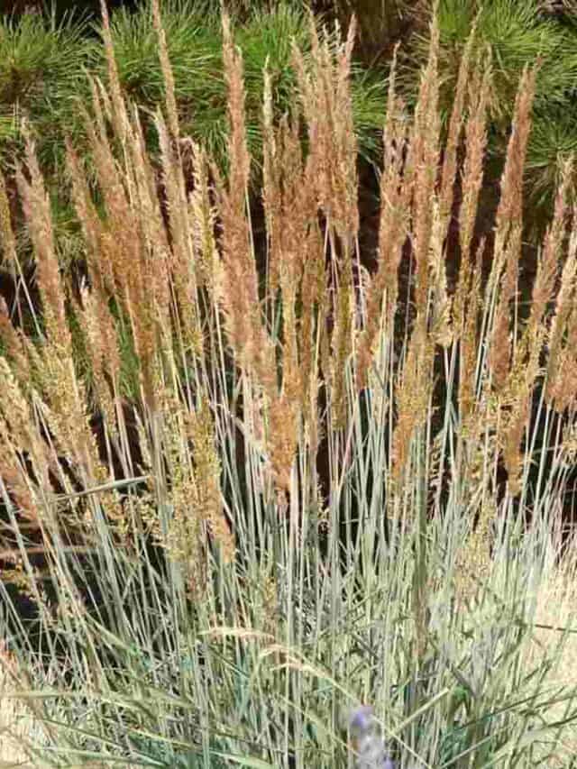 Indian Grass