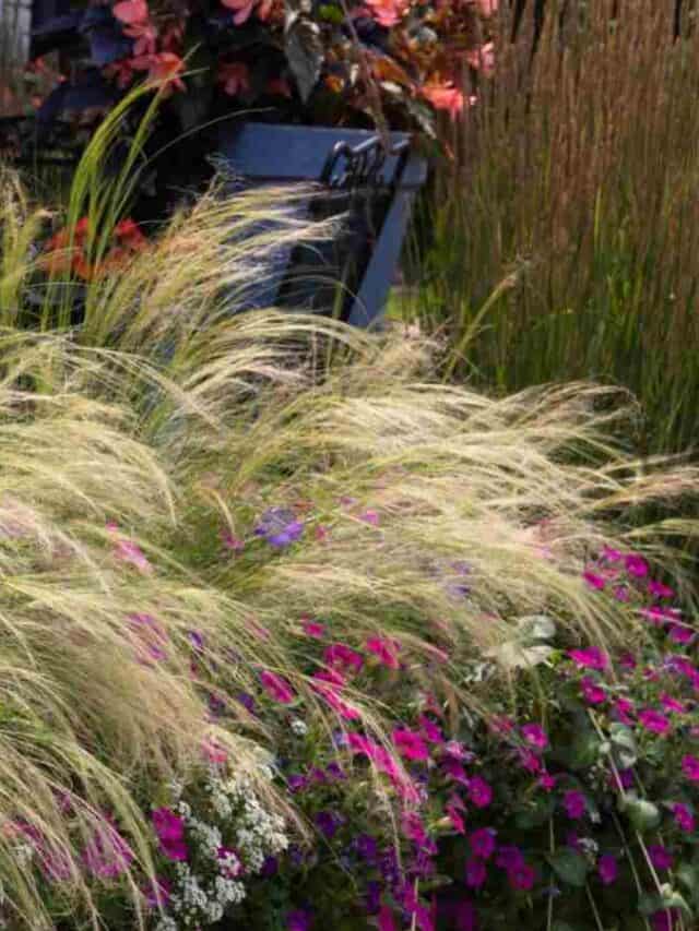 Mexican Feather Grass