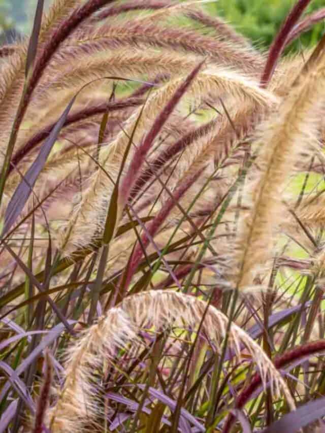 How to Plant, Grow, and Care for Purple Fountain Grass Natural