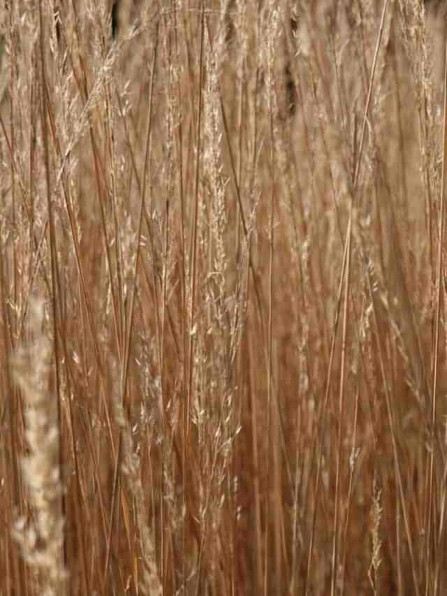 Reed Grass