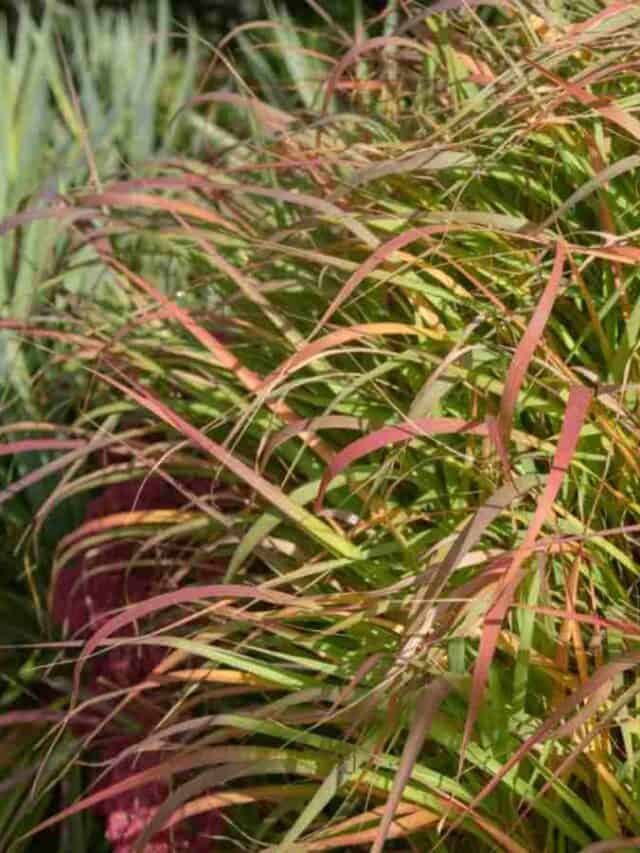 Switchgrass