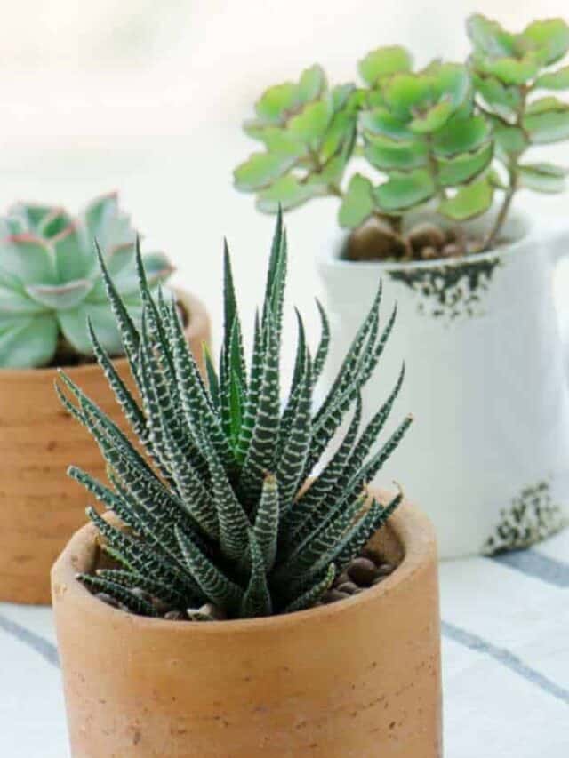 Types of Succulents
