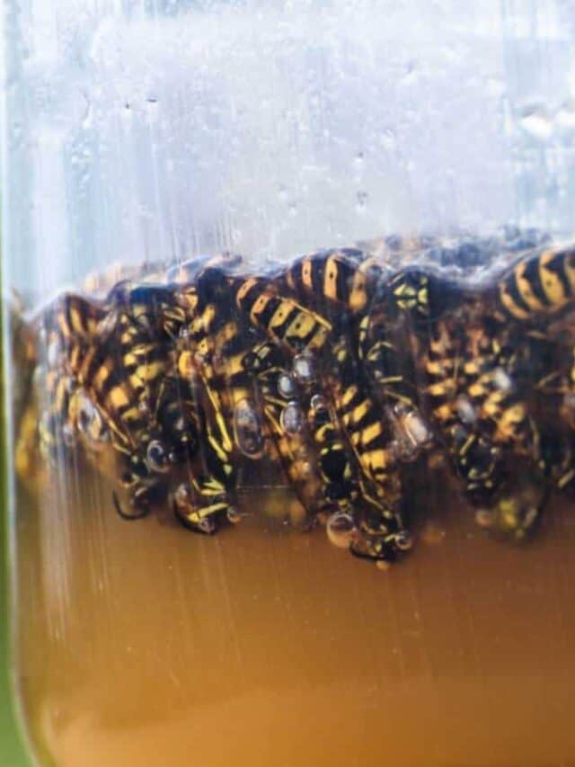 Dead wasps trapped on sweet liquid