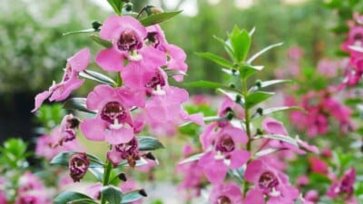 Closeup view of pink Angelonia flowers