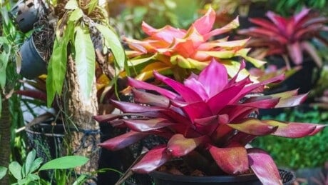 Bromeliad in black pot