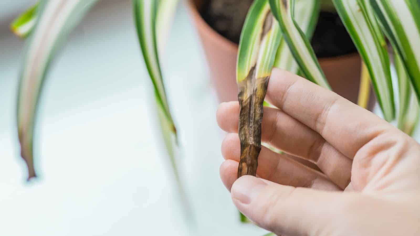 Hand holding spider plant with brown leaf tips