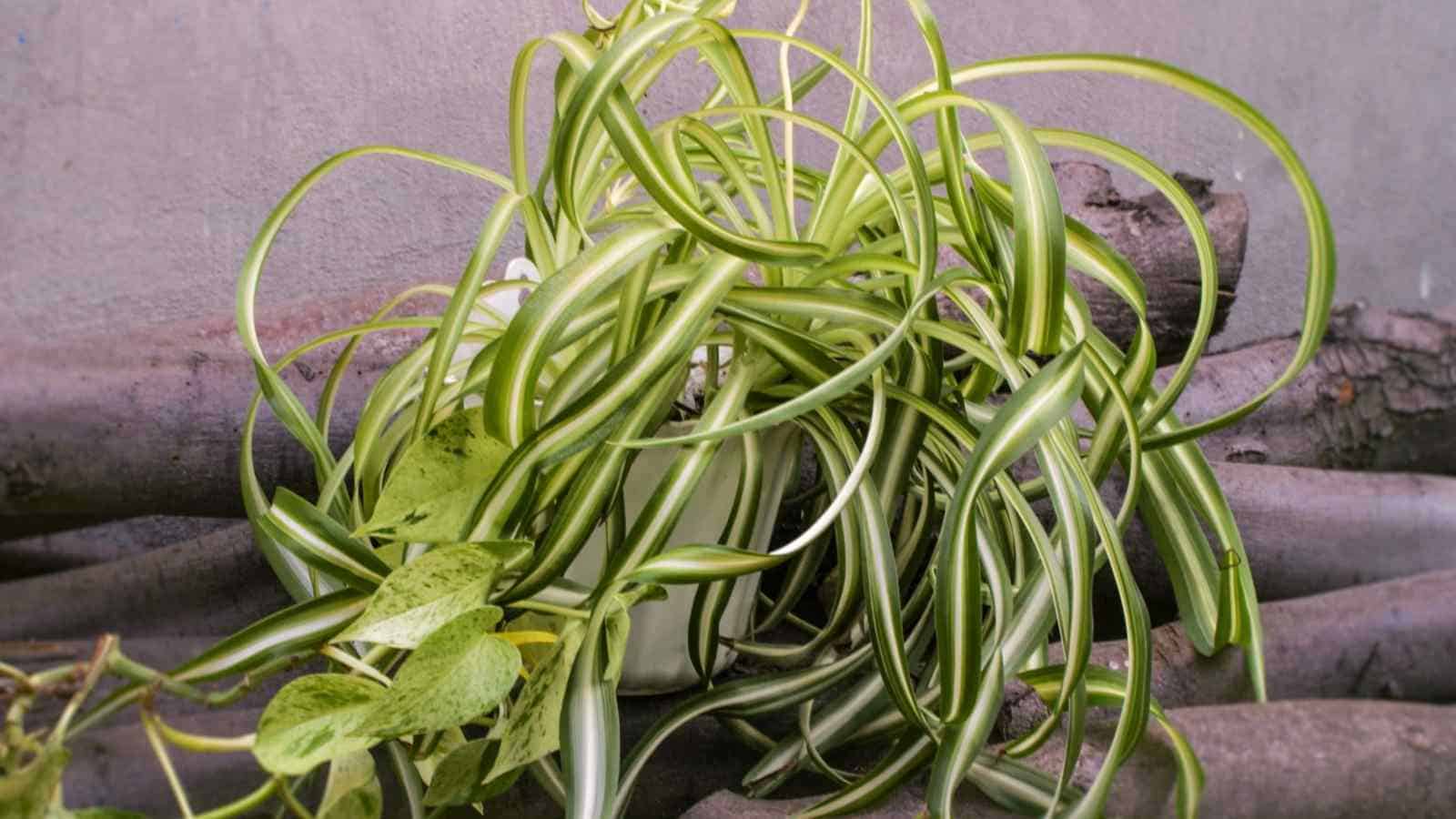 Curly leaves of Chlorophytum comosum 'Bonnie'