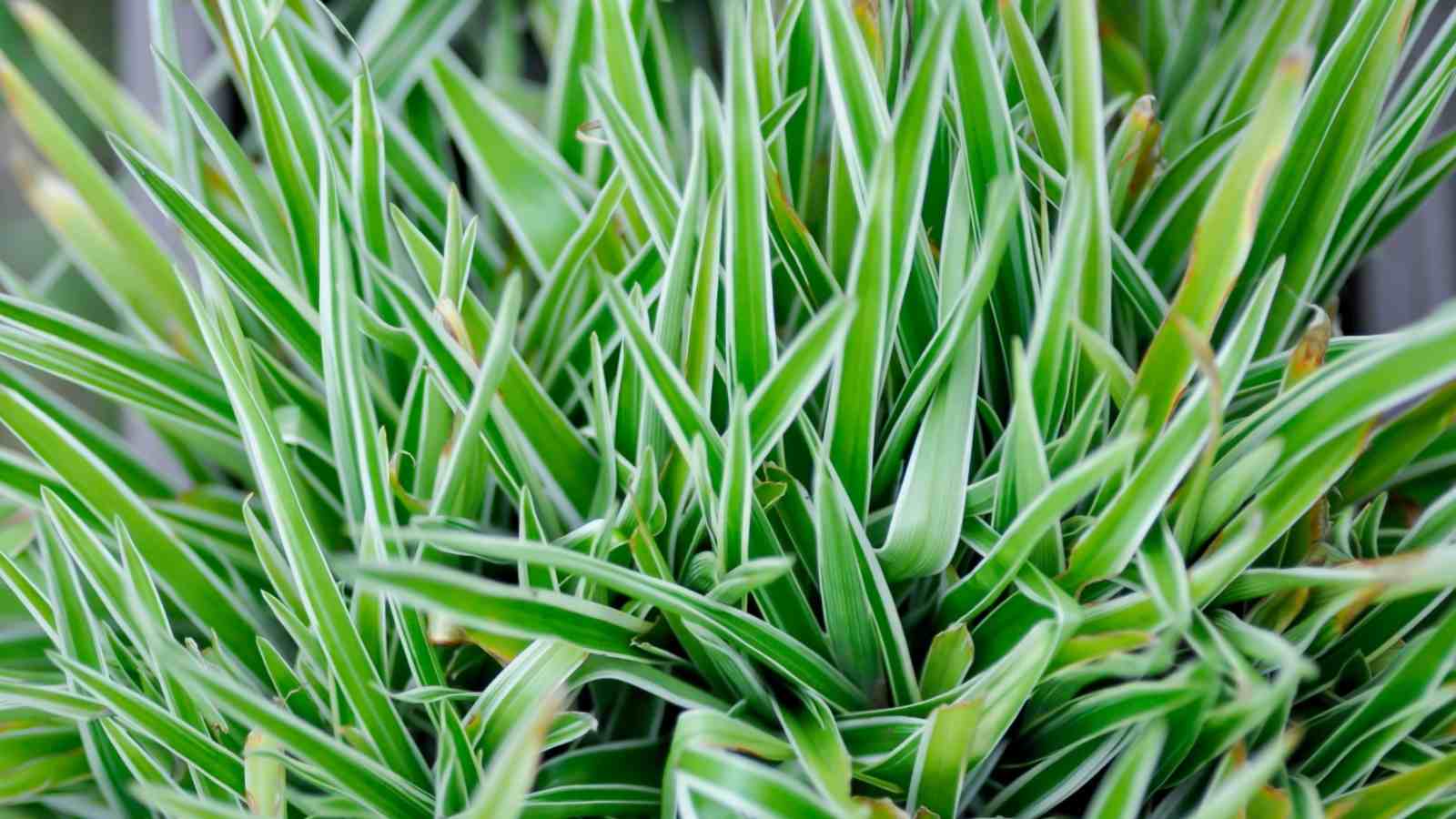Leaves of Chlorophytum comosum 'Variegatum'