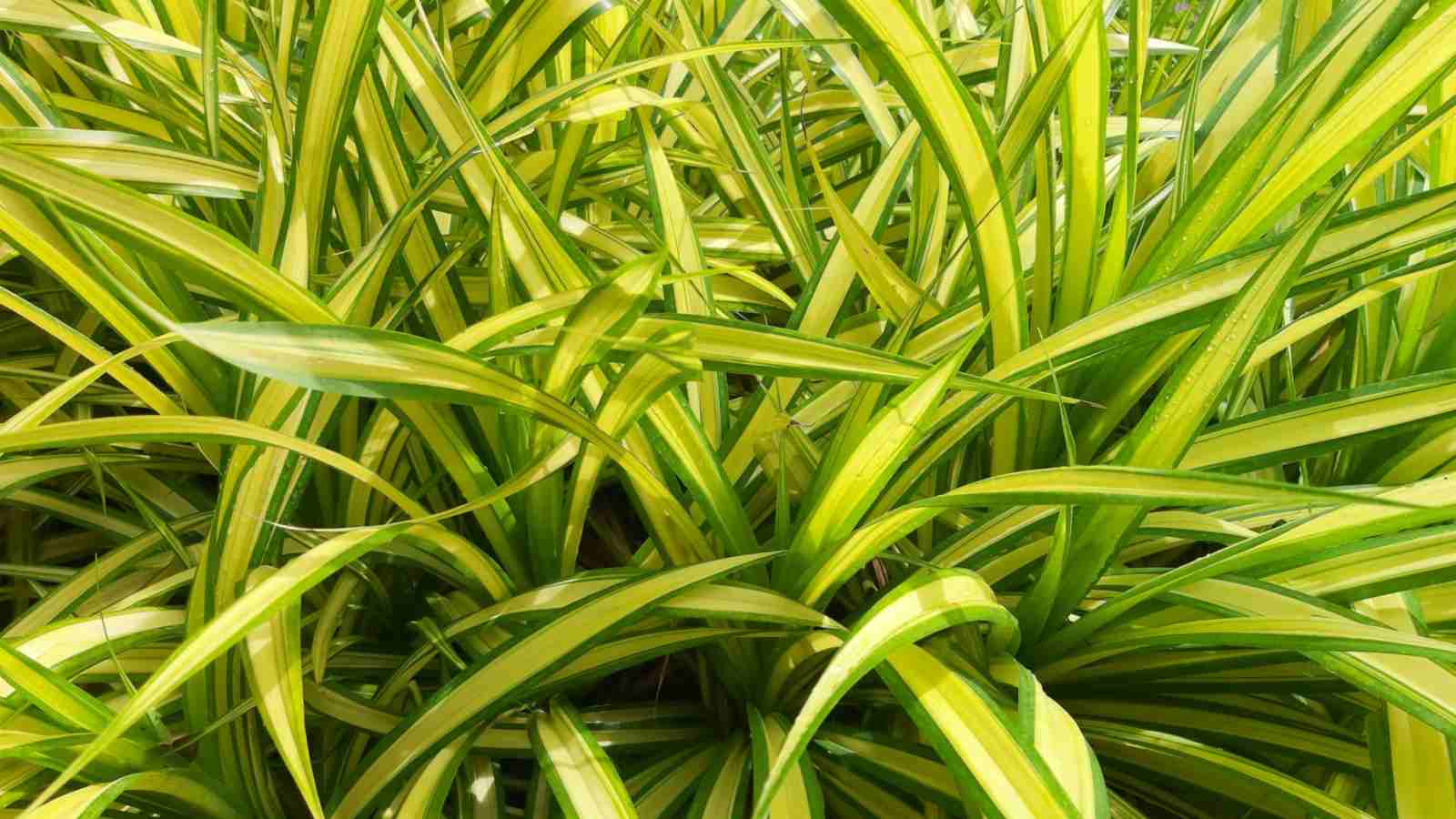 Chlorophytum comosum 'Vittatum' green and yellow leaves