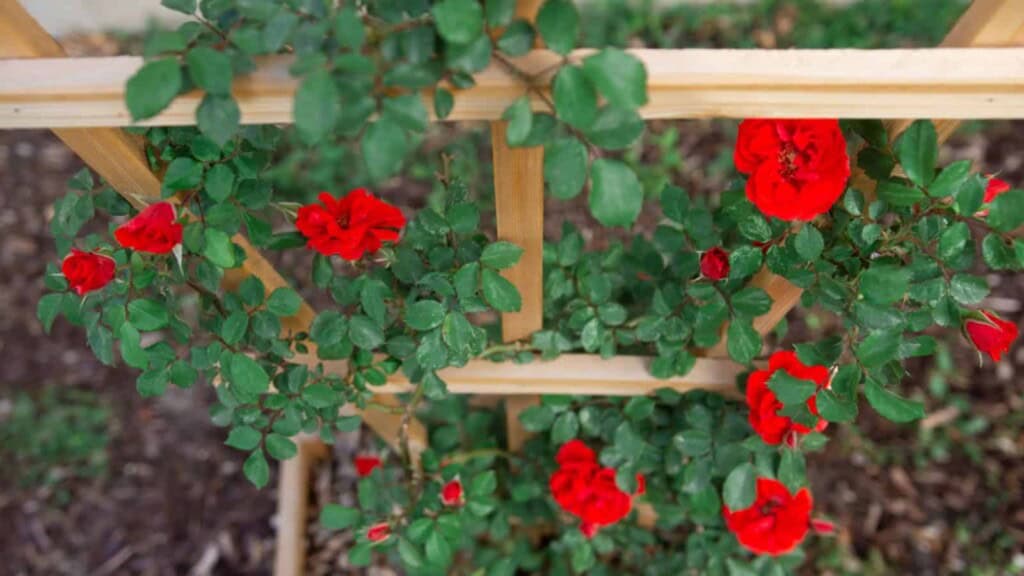 Climbing red rose flowers on trellis