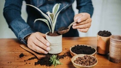 Woman using coffee grounds as fertilizer for plants