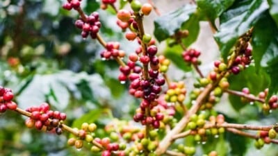 Coffee plant with ripening beans