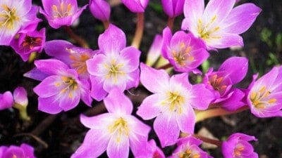 Colchicum purple flowers