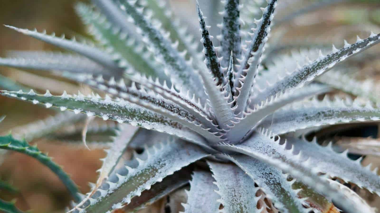 Selective focus on the spiky leaves of Dyckia