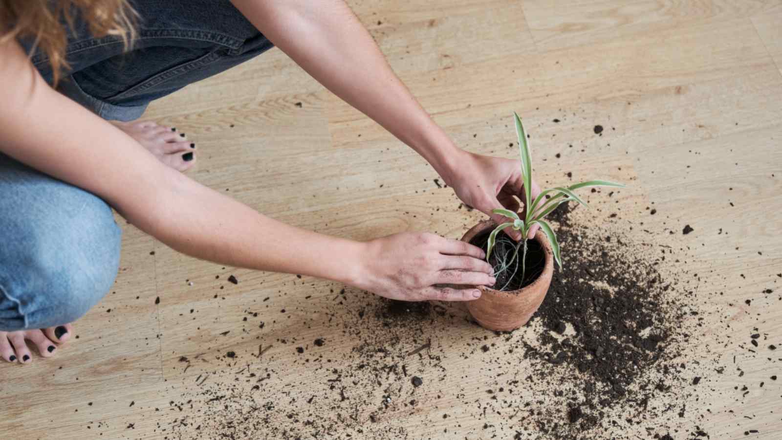 Woman planting spider plant in a pot with fertilizer