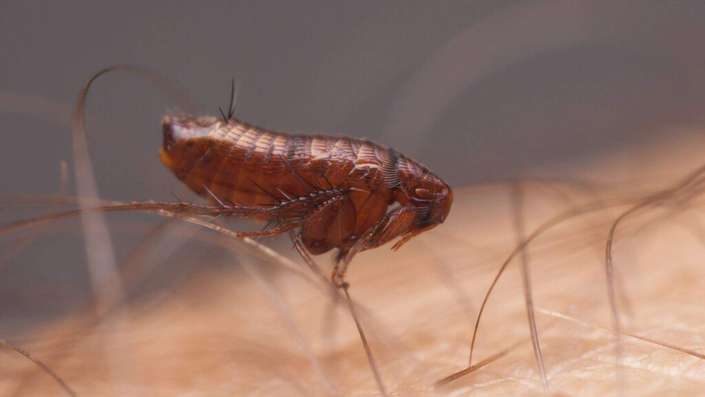 Fleas Can Lead To Severe Discomfort photo