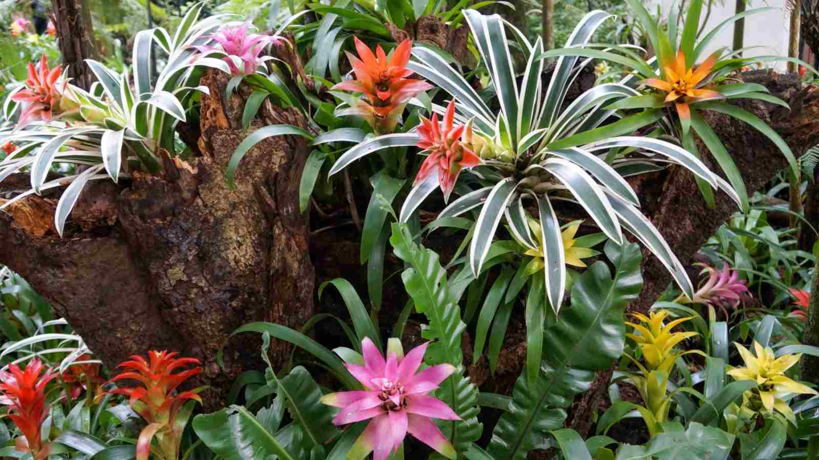 Bromeliad Guide How to Grow and Care for Bromeliad Plants