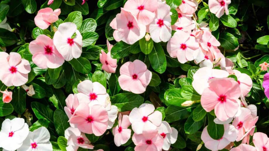 Growing and Nurturing Impatiens: Guide for Beginners