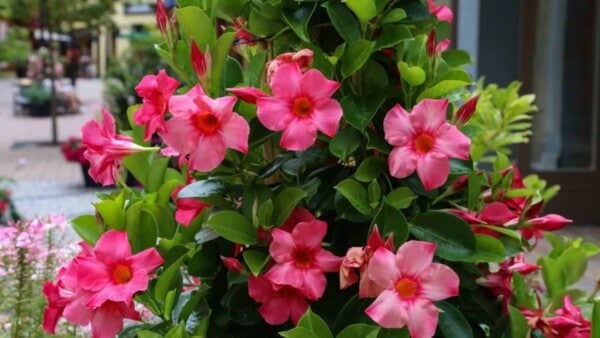 How to Plant, Grow, and Care for Dipladenia - Complete Guide