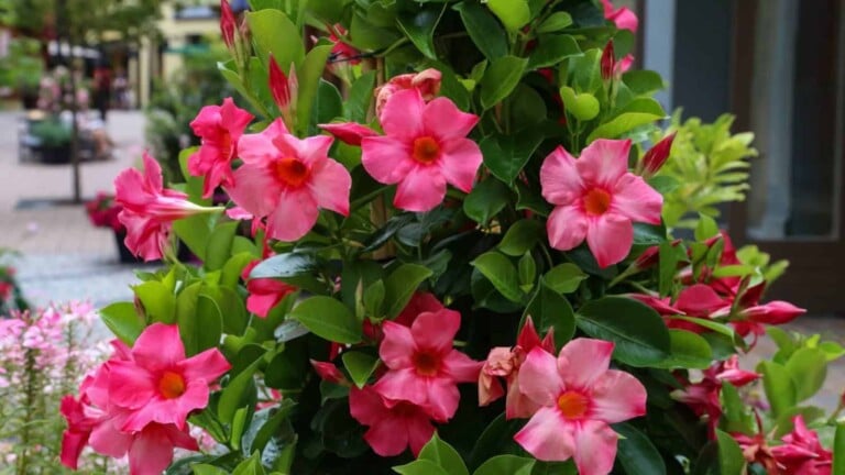 How to Plant, Grow, and Care for Dipladenia - Complete Guide