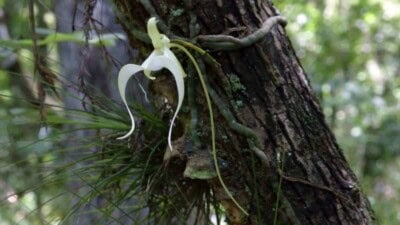 Closeup view of ghost orchid on a tree