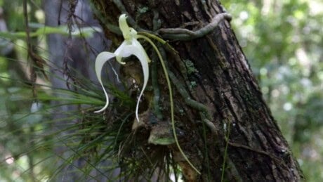 Closeup view of ghost orchid on a tree