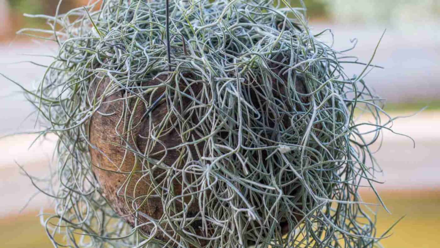 thumbnail image 2 of Organic Spanish Moss – Florida LIVE Air Plant – Overstuffed 1 Gallon Bag 2 of 4