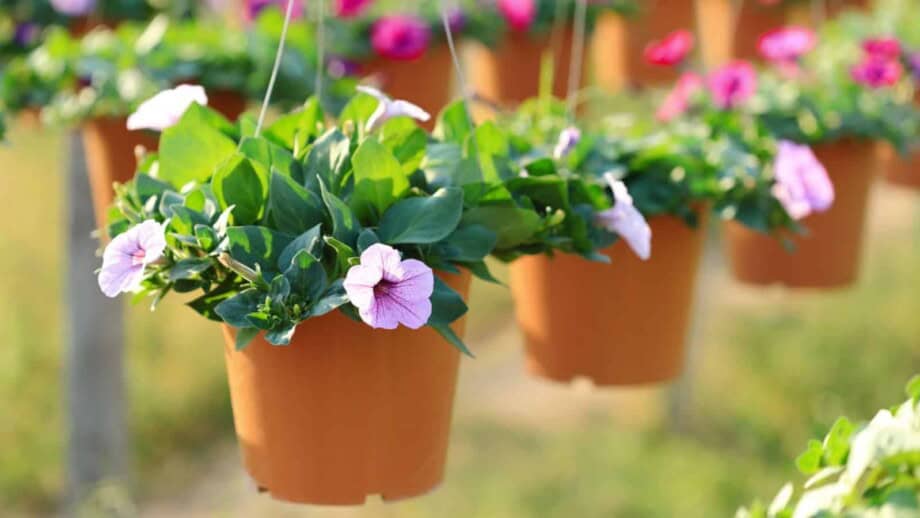 Growing Vinca Flowers for Vigor and Color