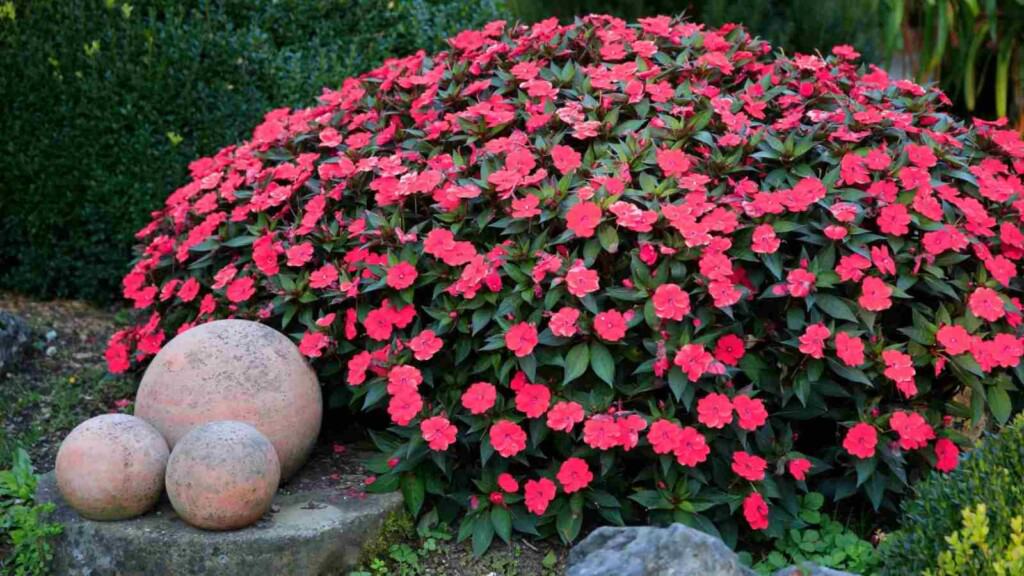 Red impatiens in the garden