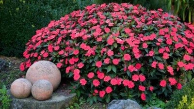 Red impatiens in the garden